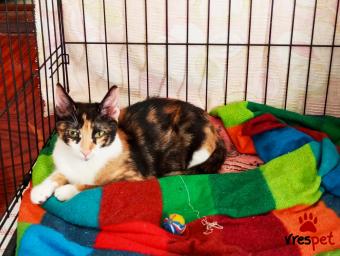 Ράτσα: Γάτα του Αιγαίου | Ηλικία: 6 μηνών | Φύλο: Θηλυκό | Αρ. Microchip: 9821212121211111 | Περιοχή: Αττική